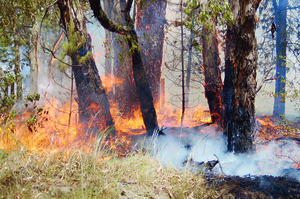 Crews from around the region and as far away as Wonthaggi and Frankston fought the fires.