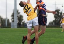 Stingrays flounder in the mud