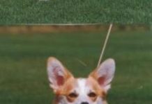 Prize Corgi’s safe ’n sound