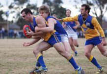 Bulls make mince of Roos