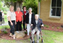 Hospital tree has deep roots