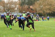 Silverbacks the new jungle king