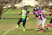 Silverbacks homeless but hopeful