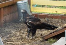 Surrounded by chickens