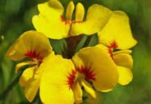 Knowledge blooms on rare plants