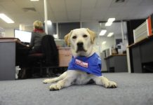 Dog days at work