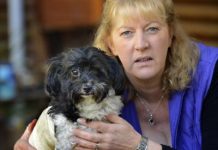 Attack dog still at large