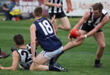 Magpies control the park