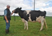 Supreme champ on show