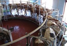 Knowledge feeds success