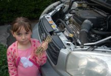 Birds’ nest short straw