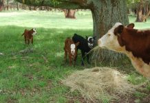 Triplets are a rare treat