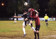 A taste for bright lights