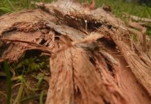 Happy snappers on show