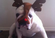 Buddy’s a red-nosed bulldog