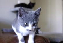 Heart bleeds for abandoned pets