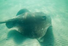 Jones unearths sea treasures