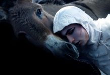 Donkeys out of the stable