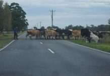 Long wait ’til cows come home