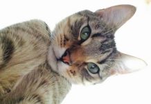 Snap-happy Hugo is lovin’ those ‘likes’