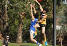 Stingrays raise the bar