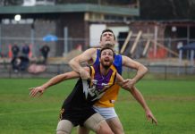 Bulls armed but not deadly