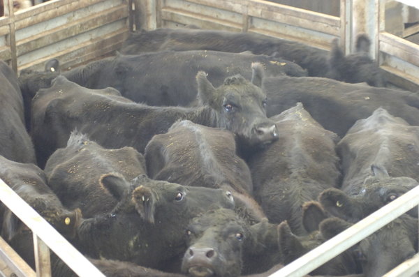 Cows_141461_04.jpg