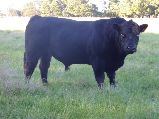 Cows_141461_62.jpg