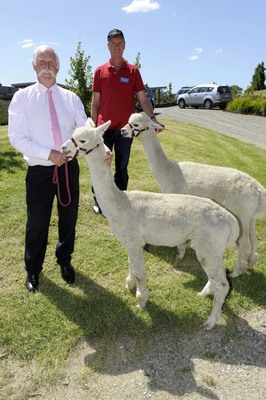 Alpaca_150189_01.jpg