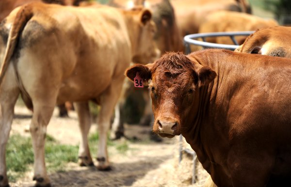 Cows_141461_59.jpg
