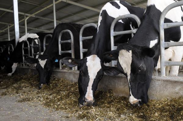 otldairy_106739_08.jpg