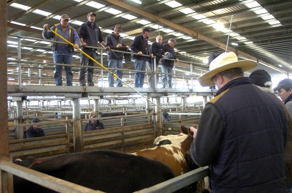 Cows_141461_20.jpg