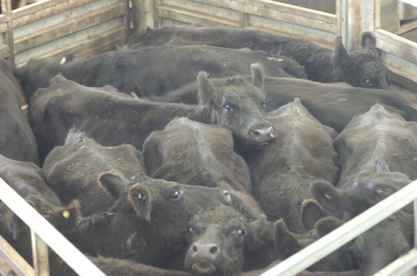 Cows_141461_05.jpg
