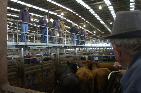 Cows_141461_50.jpg