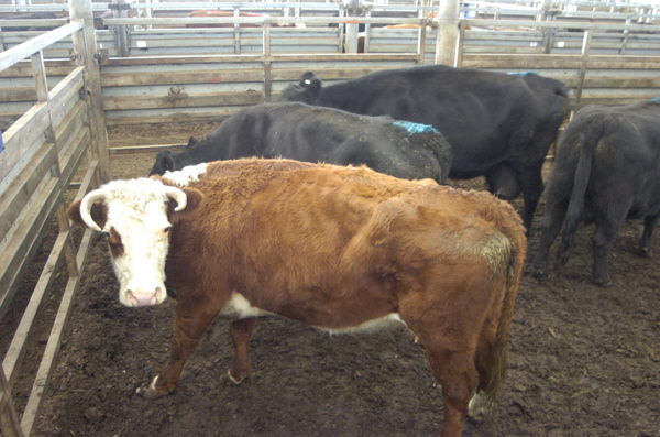 Cows_141461_11.jpg