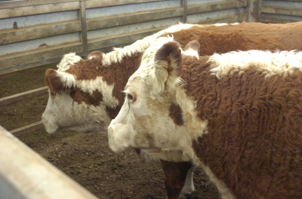Cows_141461_10.jpg