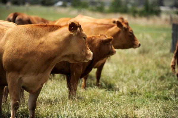 Cows_141461_60.jpg