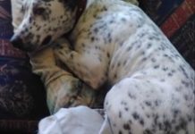 Family dog impaled after firework scare