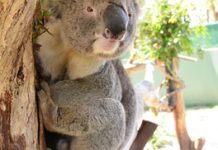 Boost for native wildlife