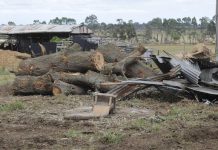 Mighty oaks felled for railyards