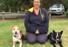 Dog sport on the fly