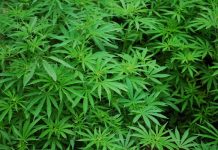 Cannabis plants seized