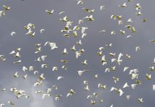 Cockatoos flock to Cardinia for food