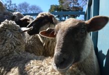 Think biosecurity and farm hygiene