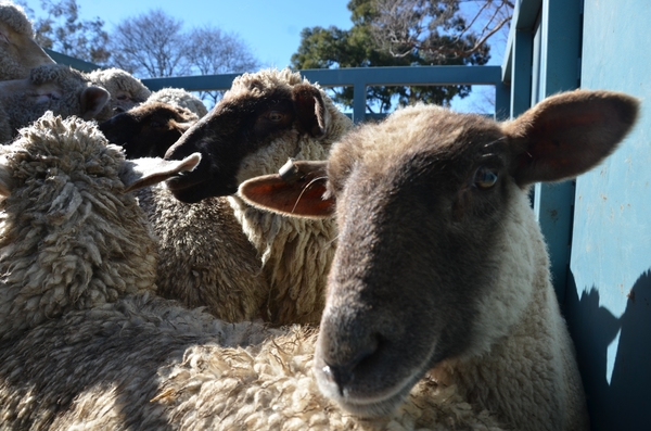 AWsheep_157824_01.JPG