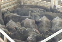 Buyers cautious with exports