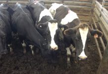 Plain market sees an increase