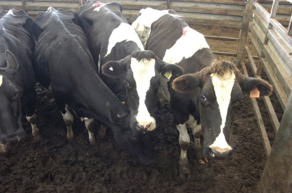 Cows_141461_14.jpg