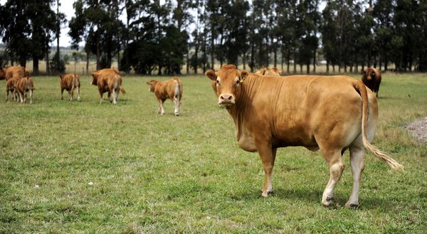 Cows_141461_57.jpg