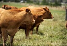 Numbers fall as demand rises